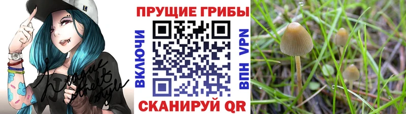 кракен   Кирсанов  Псилоцибиновые грибы Cubensis 